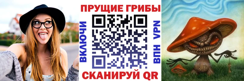 Галлюциногенные грибы Psilocybe  Барыш 